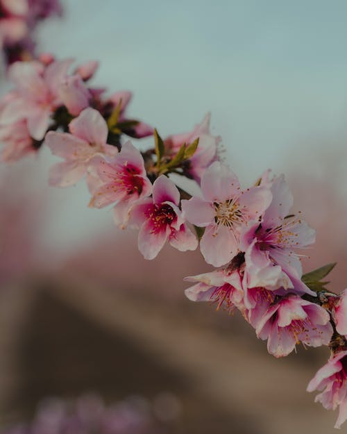 《火影忍者》日向雛田經(jīng)典臺(tái)詞