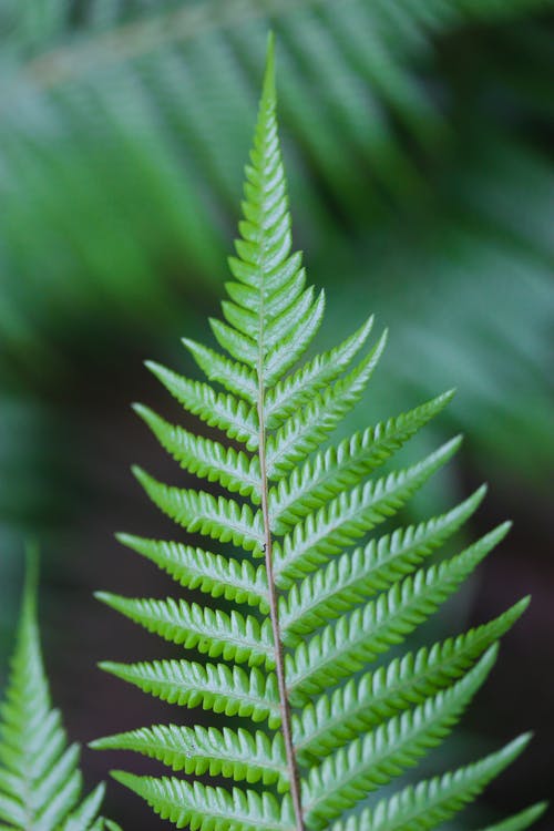 五年級(jí)讀后感讀《草房子》有感