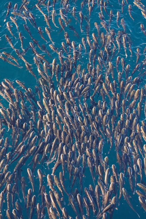 王子敬游園文言文翻譯 王子敬游園文言文翻譯