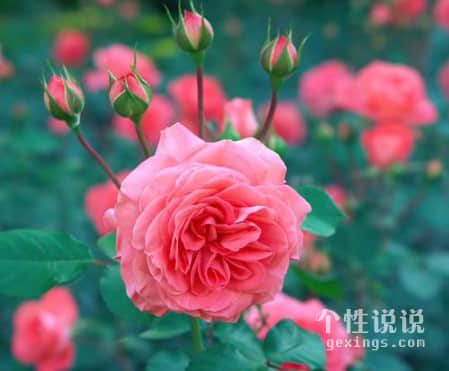 觸動心弦簡單的經典說說（54條）