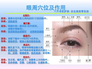 眼部結(jié)構(gòu)基礎(chǔ)知識(shí)