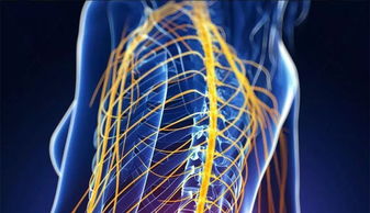 十二經(jīng)絡(luò)的基礎(chǔ)知識和調(diào)理方法