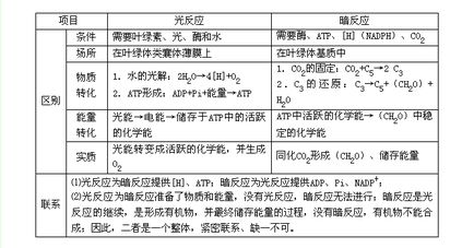 光合作用基礎(chǔ)知識(shí)點(diǎn)