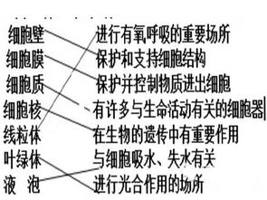 細(xì)胞器基礎(chǔ)知識(shí)填空