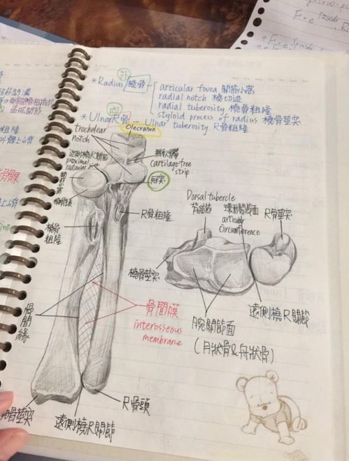 解剖基礎(chǔ)學重點知識點