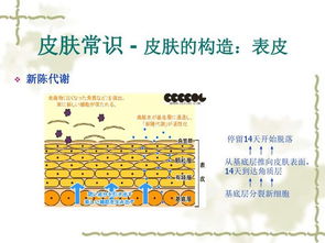 皮膚分成基礎(chǔ)知識(shí)