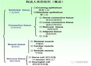 人體解剖學(xué)基礎(chǔ)知識問答