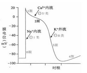 心律失?；A(chǔ)知識(shí)知多少