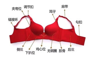 文胸基礎(chǔ)知識