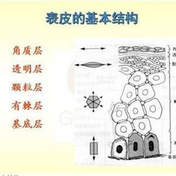 皮膚學(xué)基礎(chǔ)理論知識(shí)