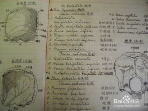 基礎(chǔ)醫(yī)學(xué)知識對于醫(yī)學(xué)生