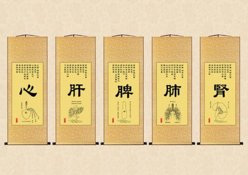 中醫(yī)基礎(chǔ)知識(shí)之藏象學(xué)說(shuō)之五臟