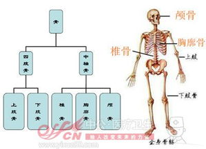 醫(yī)學(xué)基礎(chǔ)知識人體解剖學(xué)考點總結(jié)