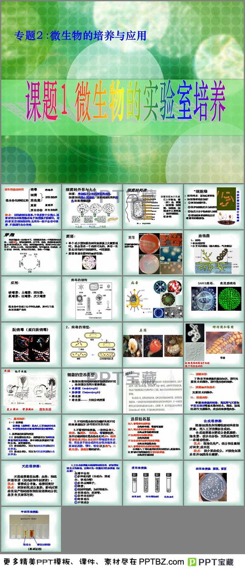 真菌,細菌,基礎(chǔ)知識,病毒