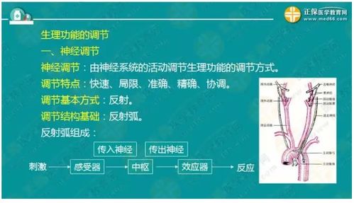 醫(yī)學基礎(chǔ)知識生理學豆丁網(wǎng)