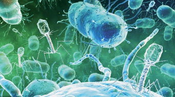 細菌真菌病毒特效藥,細菌真菌病毒知識點總結(jié),細菌,真菌,病毒,霉菌的區(qū)別