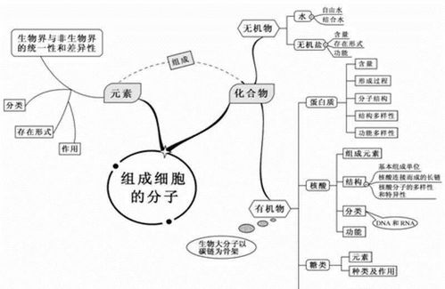 初中細胞生物基礎(chǔ)知識