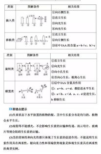 植物激素調(diào)節(jié)基礎(chǔ)知識