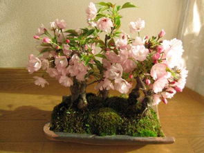 櫻花基礎知識