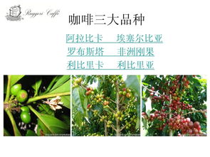 咖啡的基礎(chǔ)知識ppt