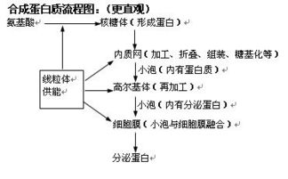 細(xì)胞結(jié)構(gòu)基礎(chǔ)知識網(wǎng)絡(luò)